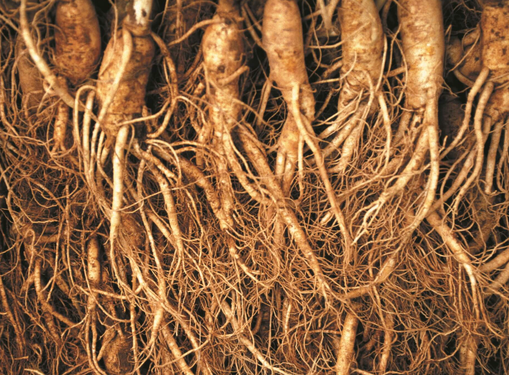 [Samhwa] 6 year old Korean Red ginseng can 75g Small Size Roots