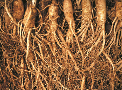 [Samhwa] 6 year old Korean Red ginseng can 75g Small Size Roots